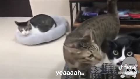 Cats talking better than hooman :)