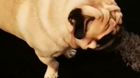 PUG GOING CRAZY OVER BLOWER