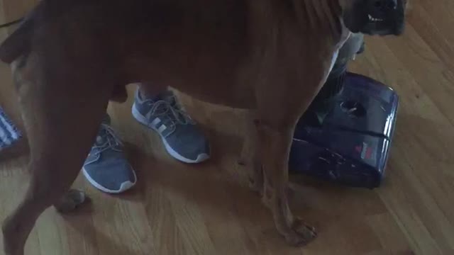 Boxer Dog Loves Being Vacuumed