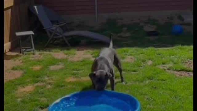 Funny Dogs ❤❤