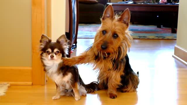 Mom Asks Who's Guilty And Dog Tells Right Away