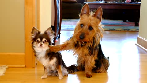 Mom Asks Who's Guilty And Dog Tells Right Away