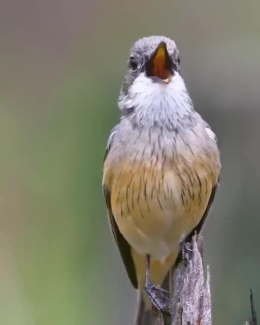 Very beautiful bird 🐦