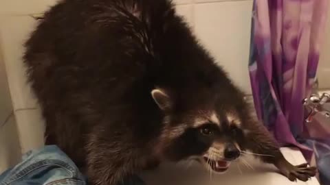 Raccoon have a crazy time