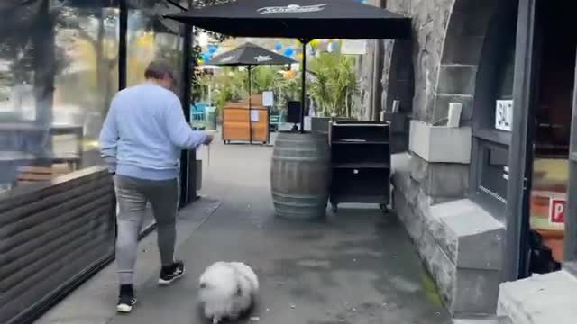 🔥Funniest Dogs will make you laugh all day long | Instagram Reels and Tiktok Videos | Desi animals 🔥