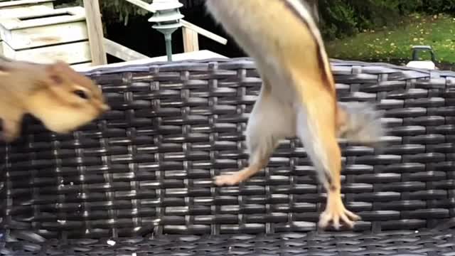 Adorable Chipmunks Jump To Grab Peanut