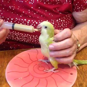 Cookie de muisparkiet