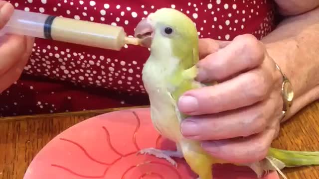 Cookie de muisparkiet
