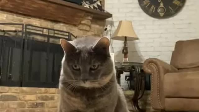 Cat can't stand this sound - DAILY 🐶 ANIMALS 😻 SHORTS