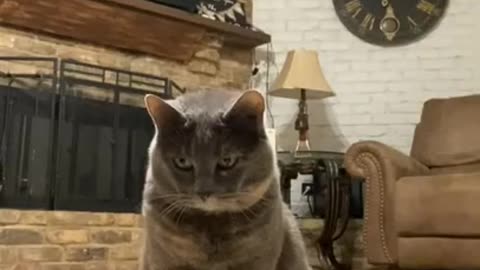 Cat can't stand this sound - DAILY 🐶 ANIMALS 😻 SHORTS