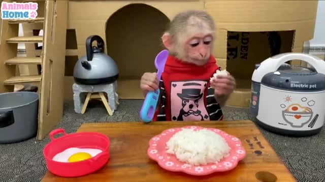 Monkey cooking bobo cooking animal cooking rice