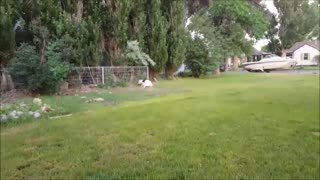 Augustus Loves Dirt