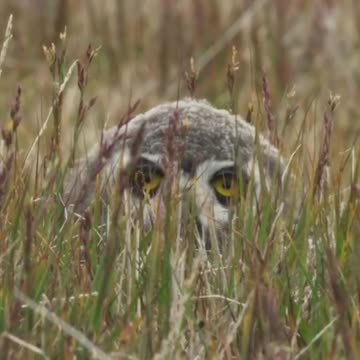 Nothing gets past a snowy owl 👀 #FrozenPlanet2