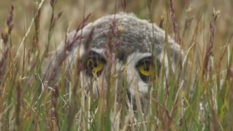Nothing gets past a snowy owl 👀 #FrozenPlanet2