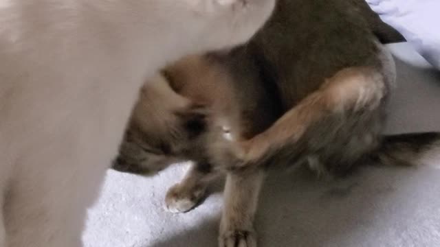 The cats have grown so much...