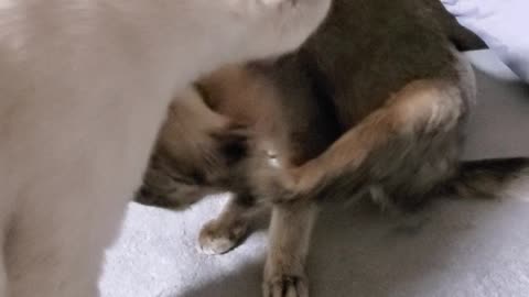 The cats have grown so much...