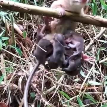 A mother who breastfeeds in heights