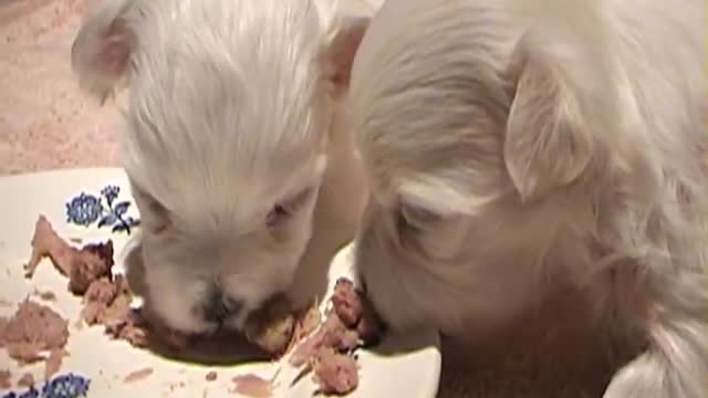 CUTE PUPPIES!! - First meal 2 Weeks Old