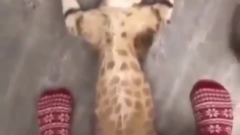 Cute cat just want to chill a little
