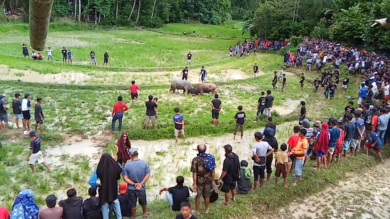 Buffalo fighting in Tana TORAJA