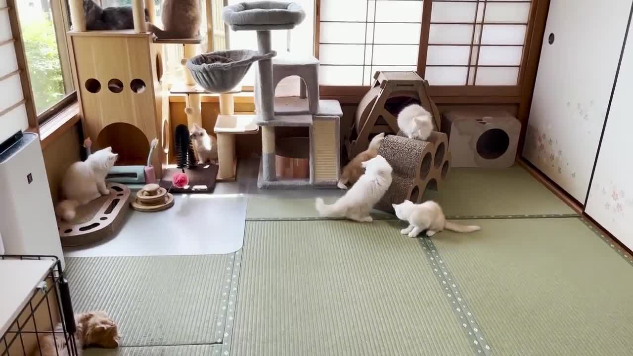 Cat Cafe in Japan