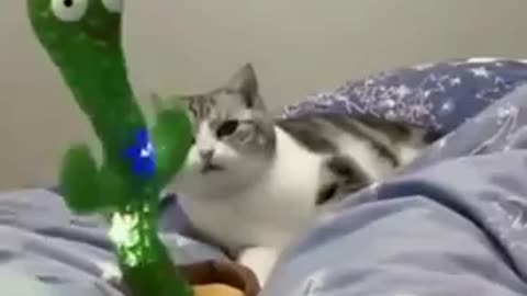 Cute cat dancing