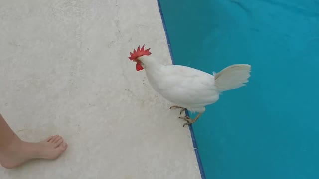 can chicken swim🤔