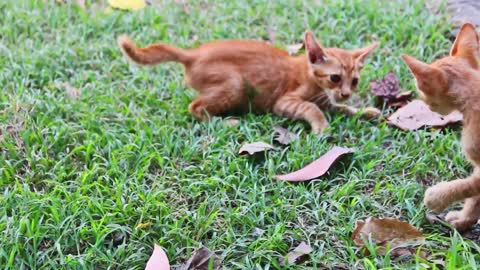 young-cats-play-in-the-garden