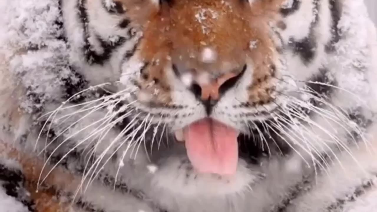 the tiger in sitting on hill and snowing