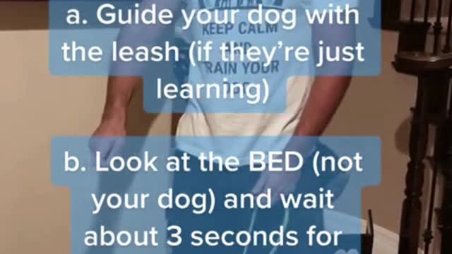 How To Train Your Dog Correctly