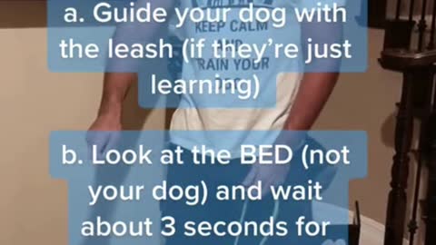 How To Train Your Dog Correctly