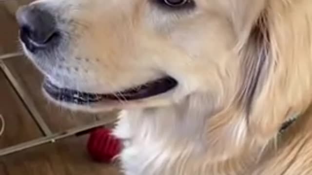 retriever pet