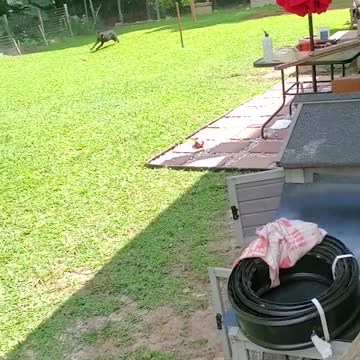 Dogs Runs Back and Forth