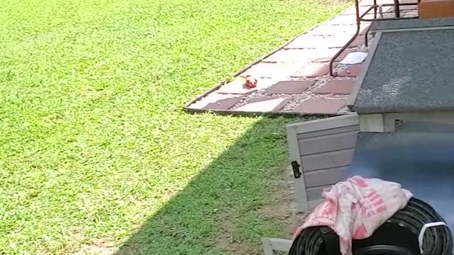 Dogs Runs Back and Forth