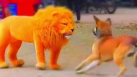 Troll Prank Dog Funny & fake Lion and Fake Tiger Prank To dog & Huge Box Prank to dog