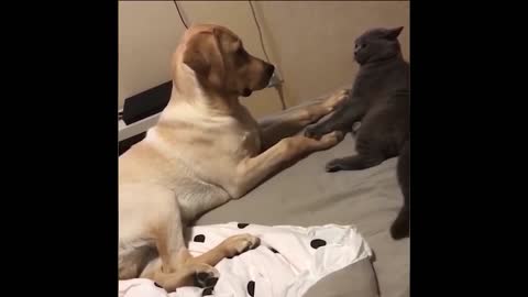 Dispute between the legs of those who rule the house