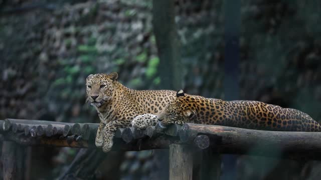 Leopards Resting on a Wooden Structure at a Zoo