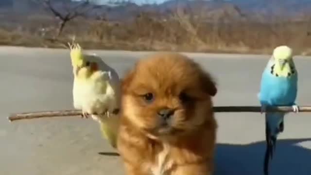 Budgie enjoys Funny Dog ride