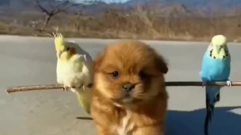 Budgie enjoys Funny Dog ride