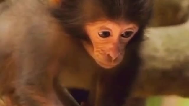 Animal Mongkey Baby Cute