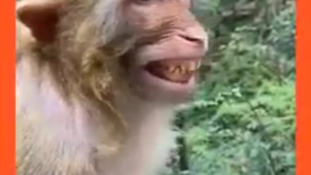 Um olho no gato e outro no peixe