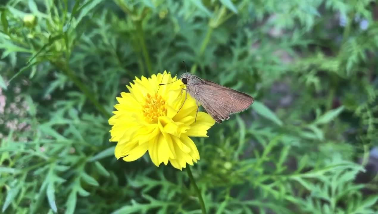 Nice view of flowers