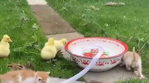 8 cute kittens and birds