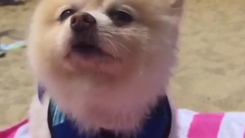 Music blonde dog shakes off to taylor swift