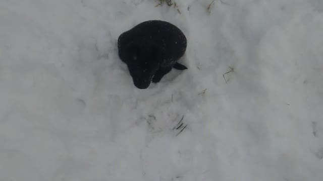 Black puppy and first snow.