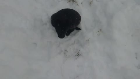 Black puppy and first snow.