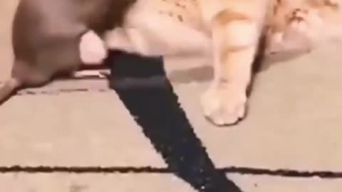 Real Tom and Jerry
