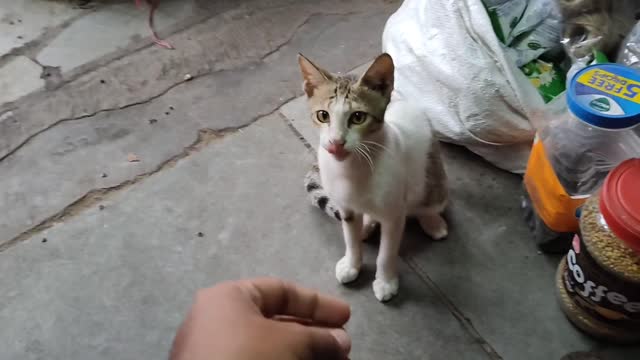 CAT PLAYING MOOD