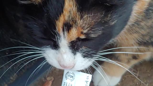 Cat eating cat snack
