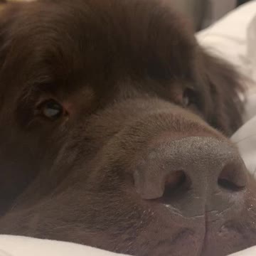 Sweet Newfoundland doggy politely asks for food